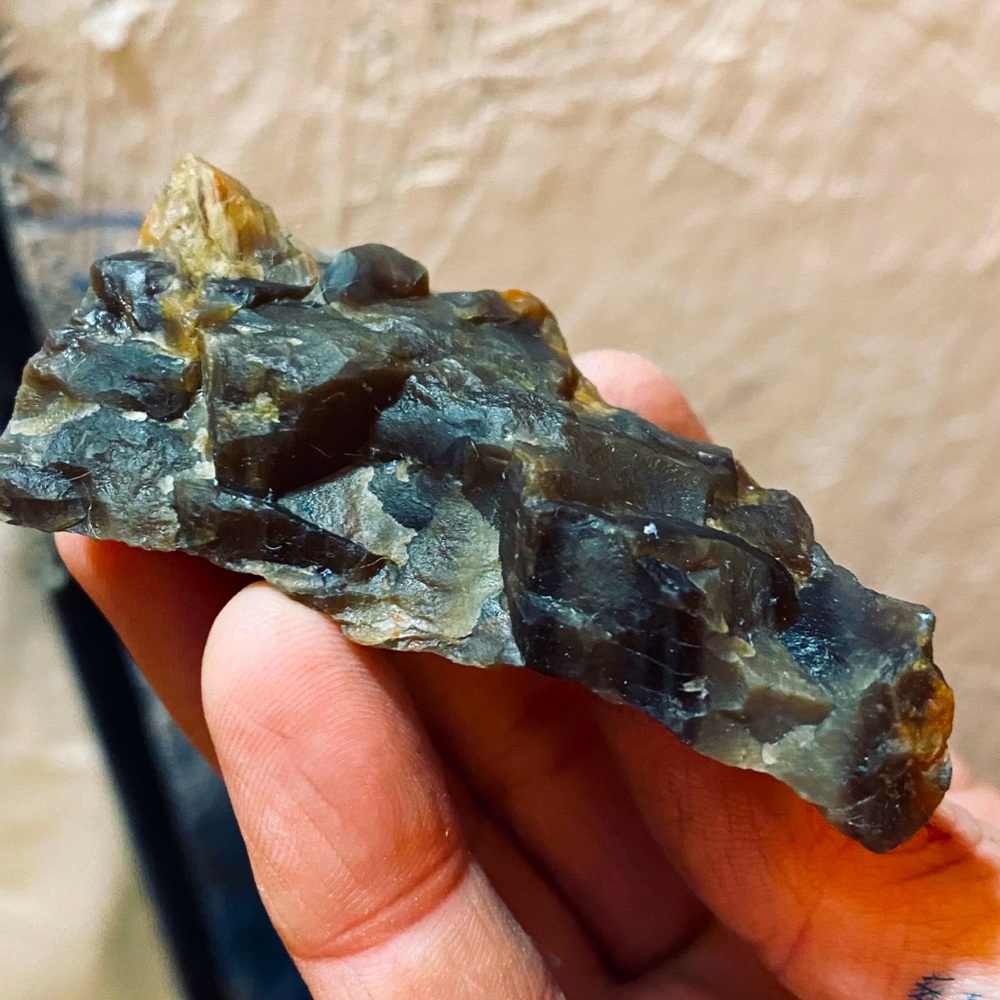 Lizard (dragon) fossil